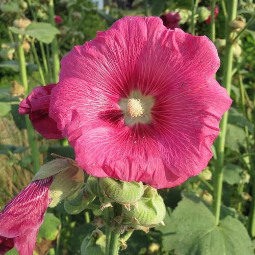 Pink Hollyhock Flower Seeds
