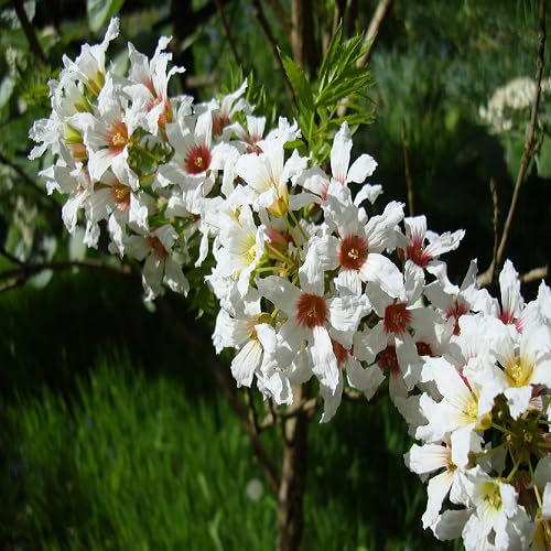 White xanthoceras Flower Seeds