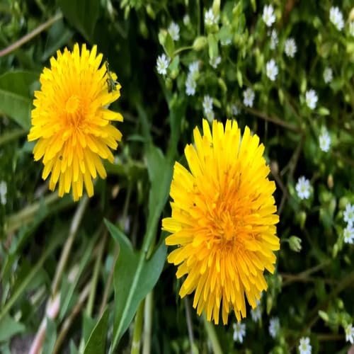 Yellow Perennial Dandelion Flower Seeds