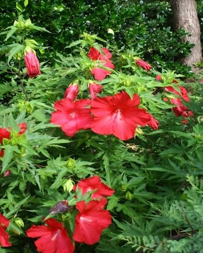 Red Giant Hibiscus Flower Seeds