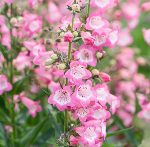 pink penstemon flower seeds