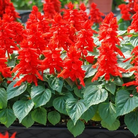 Salvia Flower Seeds