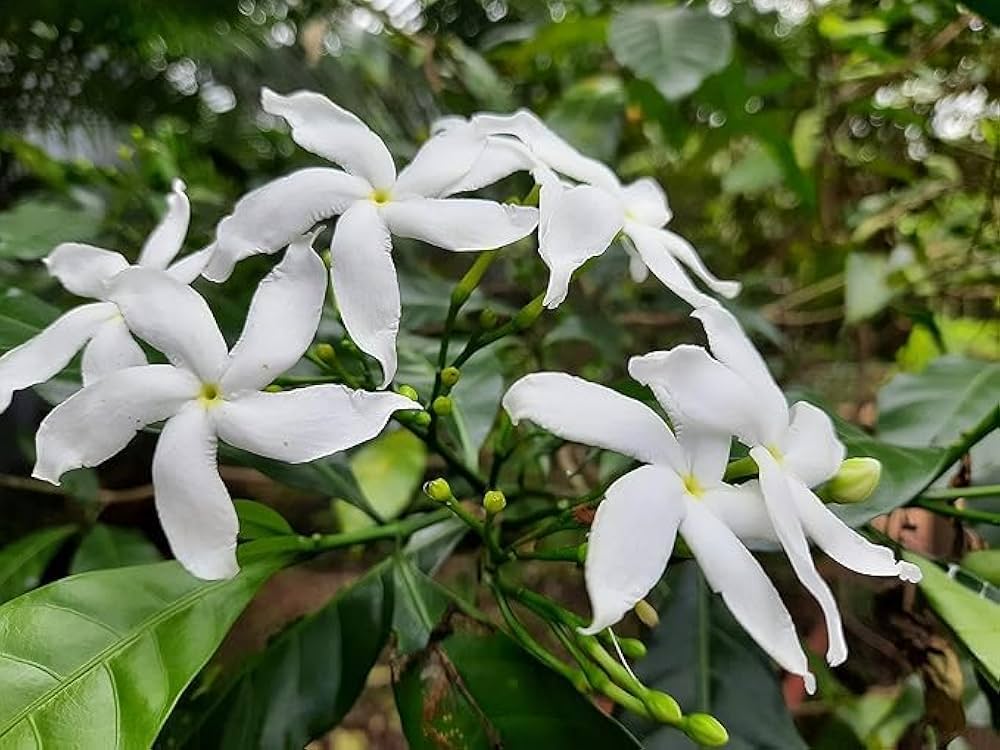 Crape Jasmine Flower