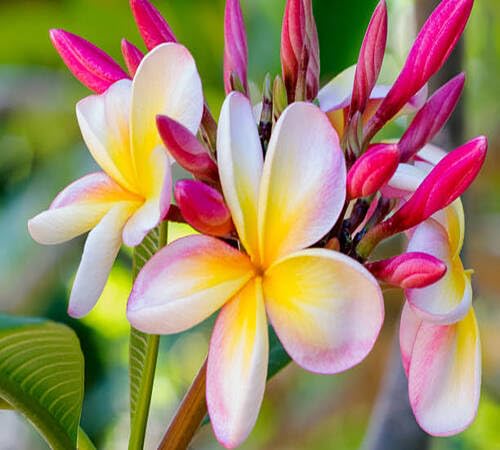 Pink Plumeria Flower Seeds