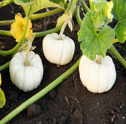 White Pumpkin vegetable seeds - Heirloom, Organic, Non Gmo Garden Seeds for kitchen garden planting