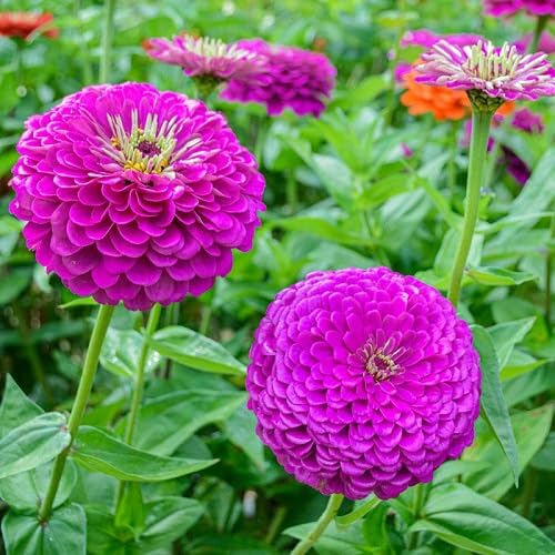 Purple Giant Zinnia Flower Seeds