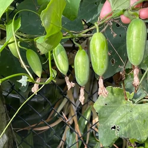 Ivy Gourd Green vegetable seeds for Home Gardening, Healthy Seasonal Vegetable Planting for kitchen garden planting