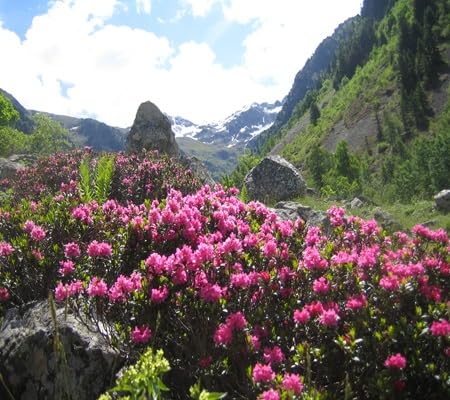 Rhododendron Flower Seeds