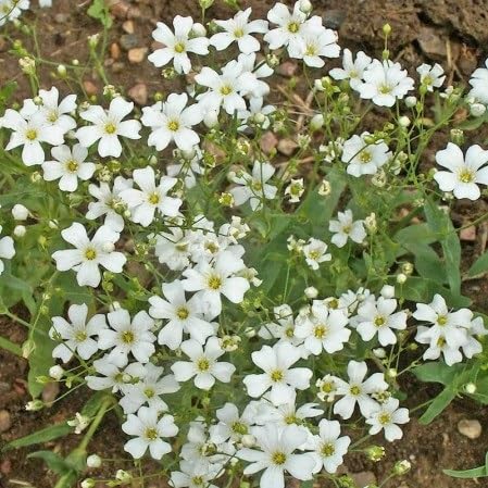 Gypsophila Flower Seeds