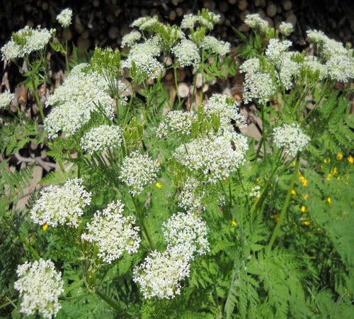 White Cicely Flower Seeds 