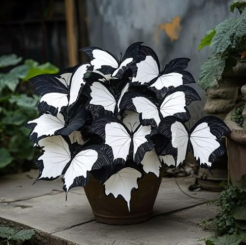 White Black Coleus Flower Seeds