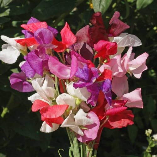 Mixed Lathyrus Odoratus Flower Seeds
