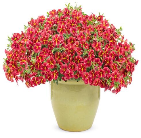 Red Yellow Calibrachoa Flower Seeds