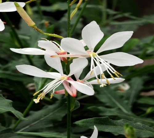 white lindheimeri flower seeds