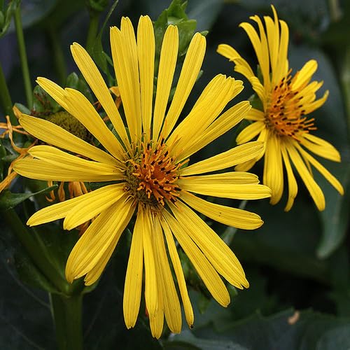 Yellow Silphium Flower Seeds