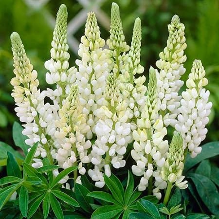 White lupini Flower Seeds