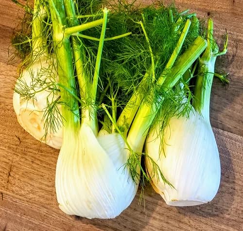 Fennel vegetable seeds for Home Gardening, Heirloom, Non-GMO, High Germination Organic Garden for kitchen garden planting