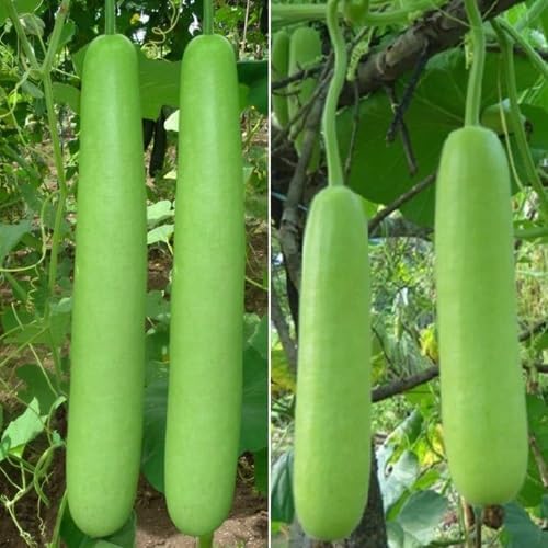 Gourd vegetable seeds for Home Gardening, Nutritious Backyard Harvest Collection Premium for kitchen garden planting