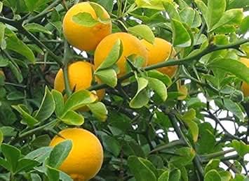yellow orange fruit for planting sweet and colorful home harvests Fruit seeds