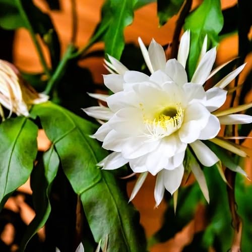 White Epiphyllum Oxypetalum Flowers Seeds