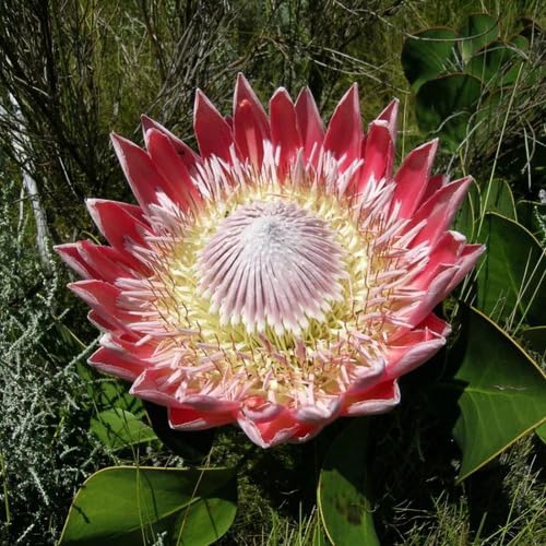 Red Protea Flower Seeds