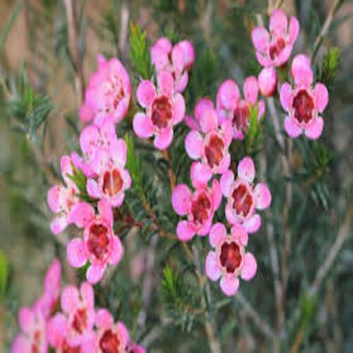 Pink Geraldton Wax Flower Seeds