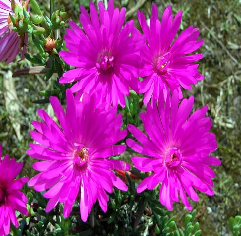 Pink Lampranthus Flower Seeds