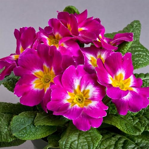 Purple Primrose Flower Seeds