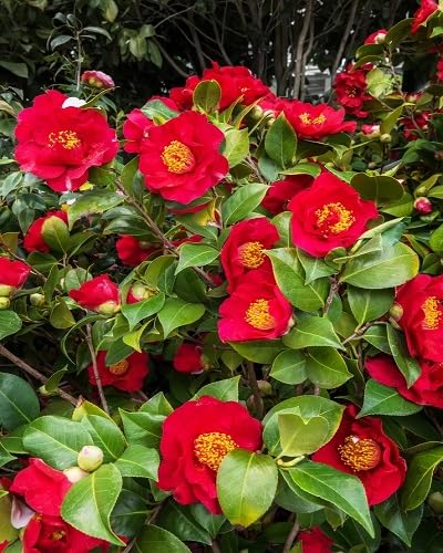 Red Camellia Flowers Seeds