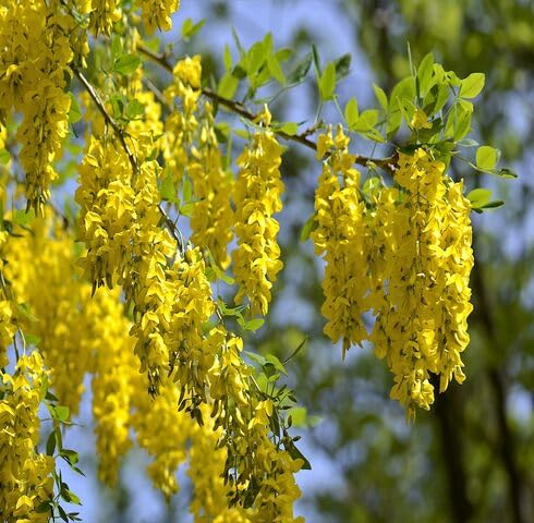 Yellow Laburnum Flowers Seeds