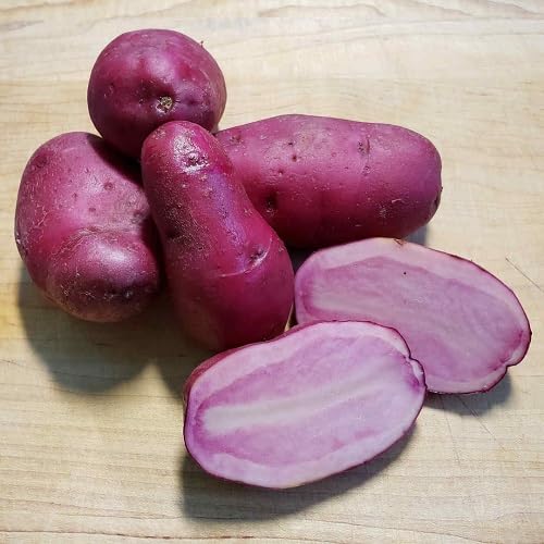 Purple Potato . vegetable seeds - Heirloom, Organic, Non Gmo Garden Seeds for kitchen garden planting