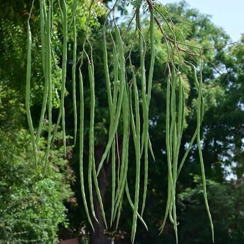 Drumstick vegetaable Seeds Green vegetable seeds for Home Gardening, Organic Raised Bed Gardening for kitchen garden planting