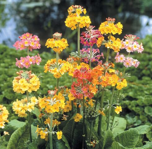 Mix callalily Flower Seeds