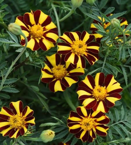 Red Calendula Flowers Seeds