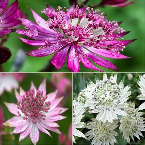 Astrantia Flower Seeds