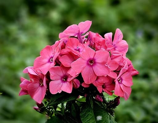 Pink Plumbago Flower Seeds
