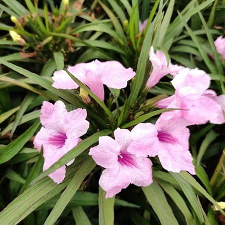 Pink Ruellia Tuberosa Flower Seeds