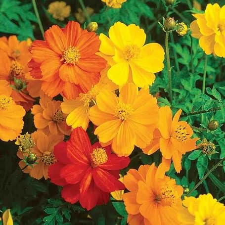 perennial cosmos flower seeds