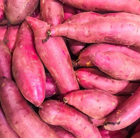 Pink Yam vegetable seeds for Home Gardening, Healthy Seasonal Vegetable Planting Premium for kitchen garden planting