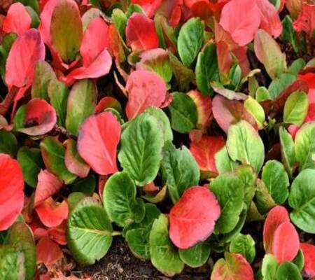 Peanut Plant Seeds Green herb seeds - healthy herbs, kitchen garden garden seeds
