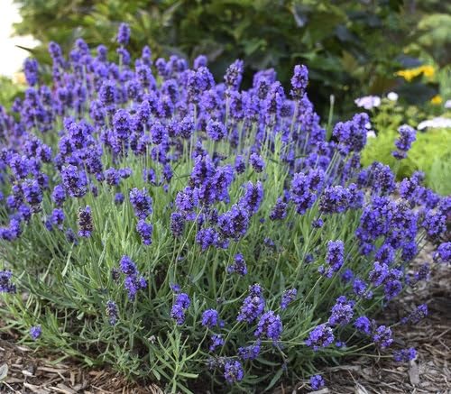 Lavender Lavandula Flower Seeds