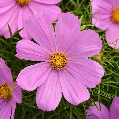 Pink Cosmos Flower Seeds