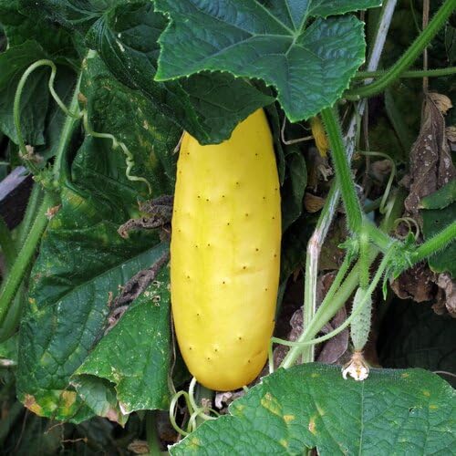 Yellow Long Cucumber vegetable seeds for Home Gardening, Organic Raised Bed Garden for kitchen garden planting