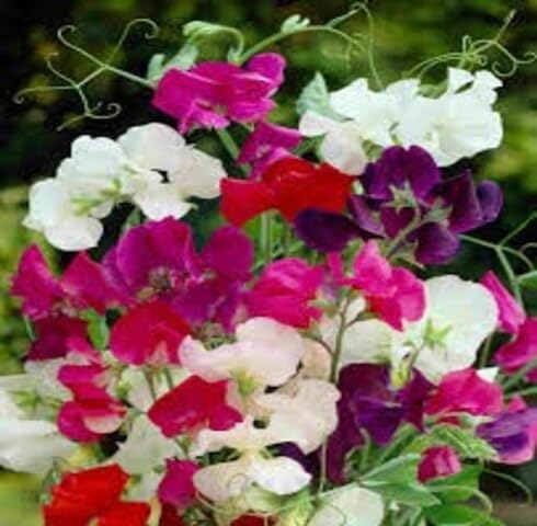 Mixed Lathyrus Latifolius Flower Seeds