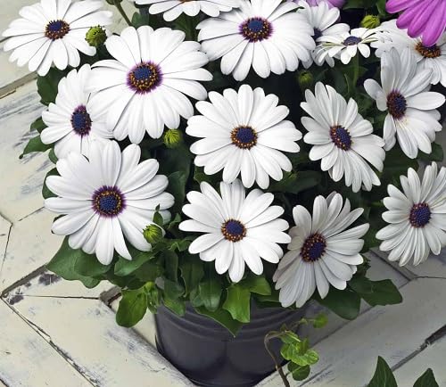 White Osteospermum Flowers Seeds