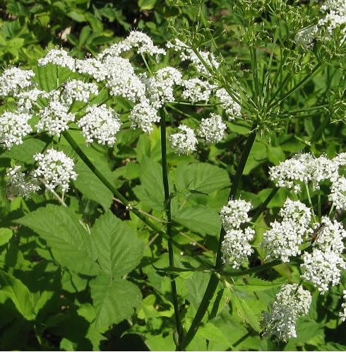 White Chaerophyllum Flower Seeds