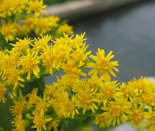 Solidago speciosa Flower Seeds