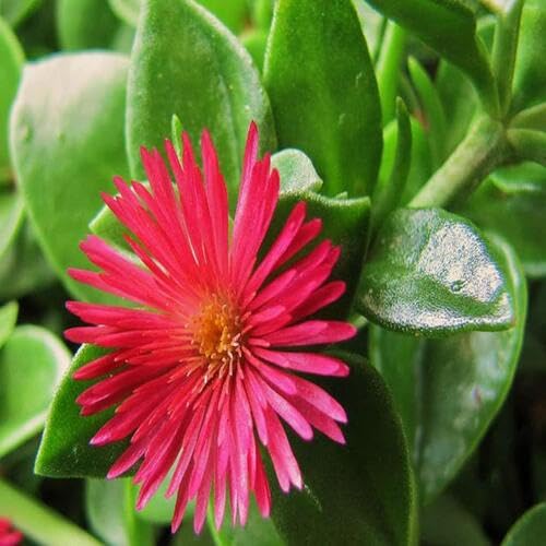 Red Aptenia Flower Seeds