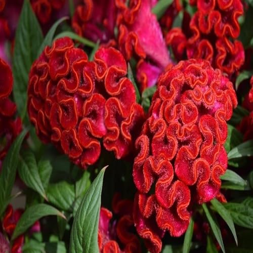Red Celosia Flower Seeds