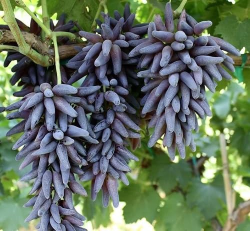 Black Organic Grape Fruits . Fruit Seeds organic garden seeds